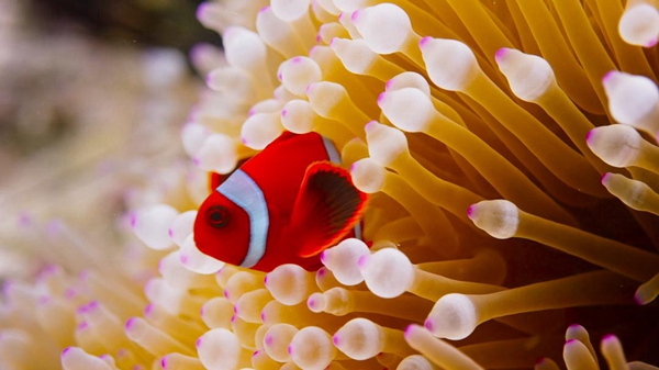 重點流域水生態環境保護規劃 ? 解讀⑦ | 系統治理 陸海聯動 統籌推進海河流域“十四五”水生態環境保護